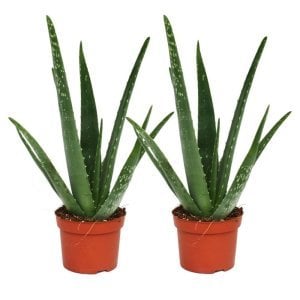 Aloe vera yaraları iyileştiren sukulent bitki saksıda