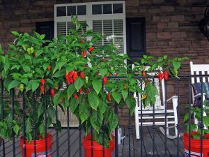 Bhut jolokia acı biber fidesi Dünyanın en acı biberi