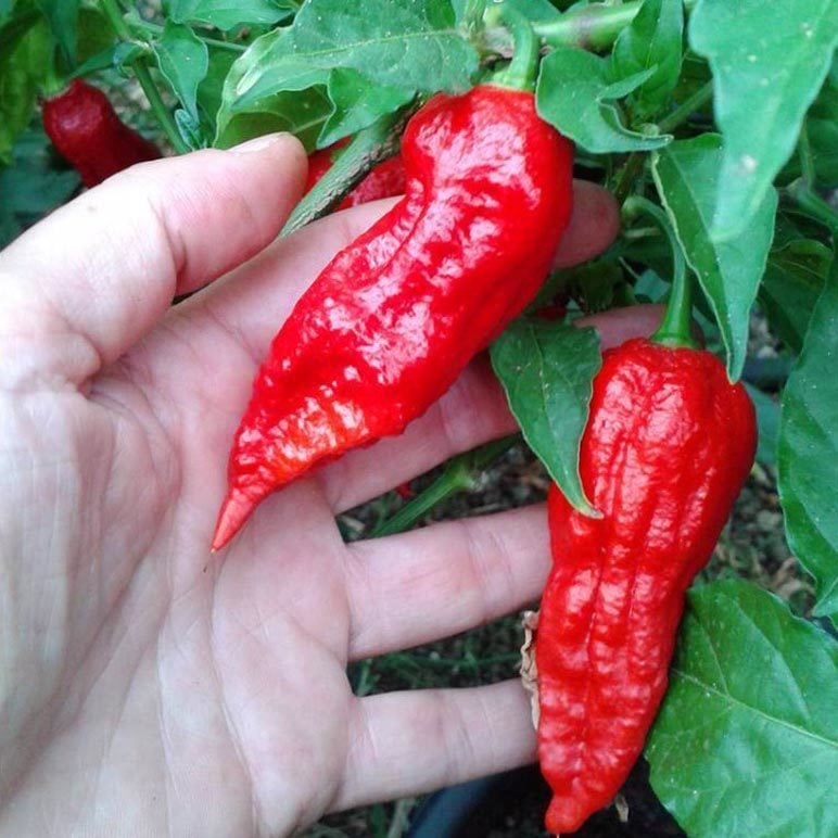 Bhut jolokia acı biber fidesi Dünyanın en acı biberi