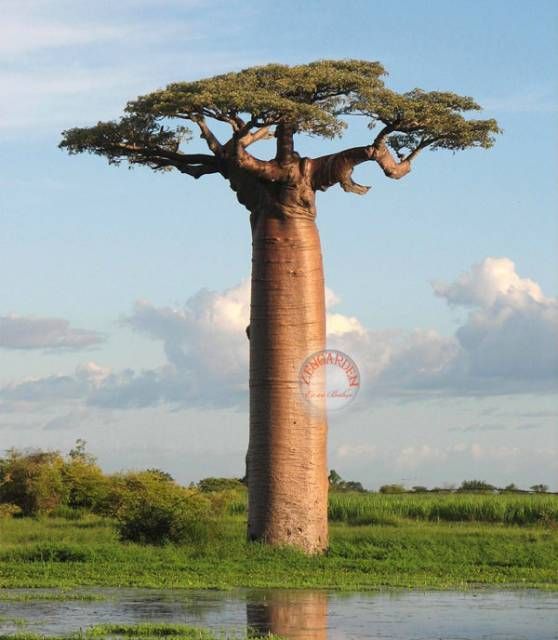 Adansonia digitata tohumu afrika tersine ağaç baobab