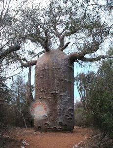 Adansonia digitata tohumu afrika tersine ağaç baobab