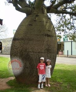 Avustralya şişe ağacı tohumu brachychiton rupestre bottle tree