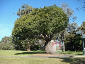 Avustralya şişe ağacı tohumu brachychiton rupestre bottle tree