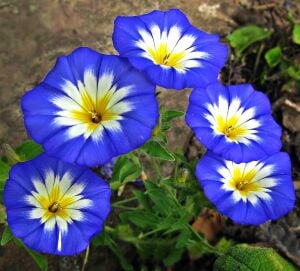 Mavi saksılık gündüz sefası tohumu convolvulus tricolor