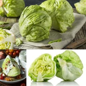 iceberg marul tohumu atom lettuce