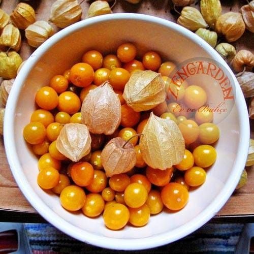 Altın çilek tohumu golden gooseberry