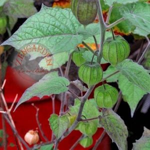 Altın çilek tohumu golden gooseberry