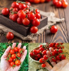 Geleneksel mini çeri domates tohumu small red cherry