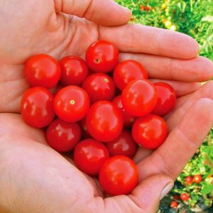 Geleneksel mini çeri domates tohumu small red cherry