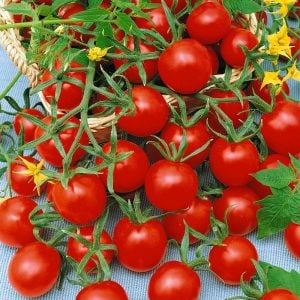 Riesentraube mini domates tohumu bol hasat geleneksel