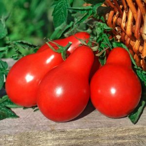 Geleneksel kırmızı armut domates tohumu red pear heirloom tomato