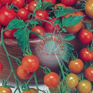 Sarkan saksı domates tohumu bahçe incisi garden pearl