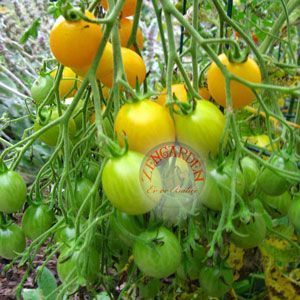 İldi domates tohumu çeri tip verimli
