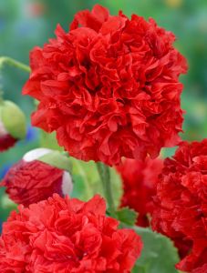 Kırmızı katmerli gelincik tohumu şakayık çiçekli peony