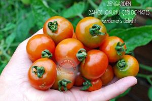 Gardeners delight domates tohumu kiraz domates