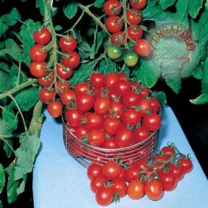 Gardeners delight domates tohumu kiraz domates