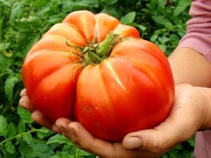 Okka pembe domates tohumu her domates ortalama 1 kilo