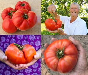 Okka pembe domates tohumu her domates ortalama 1 kilo