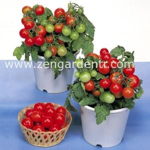 Red robin domates tohumu saksı ve pencere önü yetiştiriciliği için en ideal varyete geleneksel