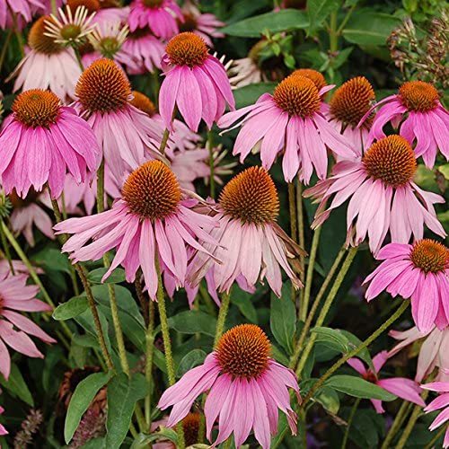 Tıbbi ekinezya fidesi echinacea angustifolia