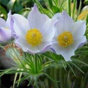 Beyaz pulsatilla tohumu rüzgar çiçeği tohumu
