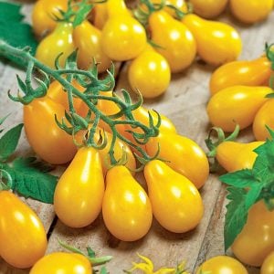 Sarı ampul domates tohumu geleneksel armut domatesi yellow pear heirloom