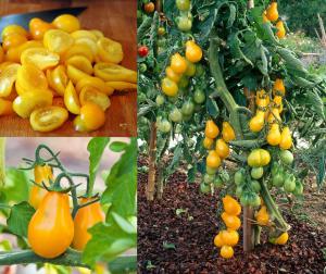 Sarı ampul domates tohumu geleneksel armut domatesi yellow pear heirloom