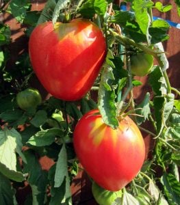 Oxheart yürek domates tohumu geleneksel pembe domates