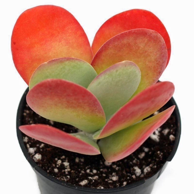 Kalanchoe luciae flapjacks sukulent bitki