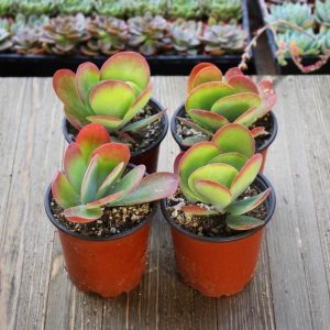 Kalanchoe luciae flapjacks sukulent bitki