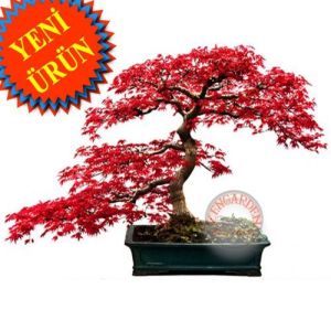 Acer palmatum akçaağaç tohumu var.dissectum tamukeyama