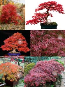 Acer palmatum akçaağaç tohumu var.dissectum tamukeyama