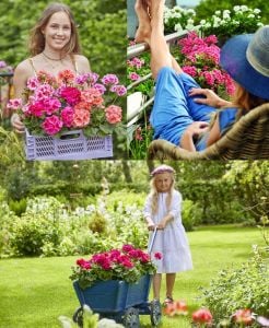 Çingene pembesi sarkan sardunya fidesi summer lovers lavender rose