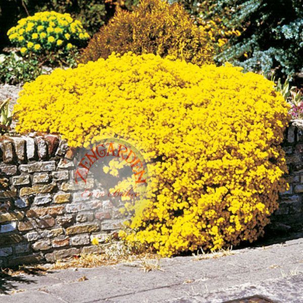 Sarı alyssum tohumu bir sepet altın serisi lobularia maritima