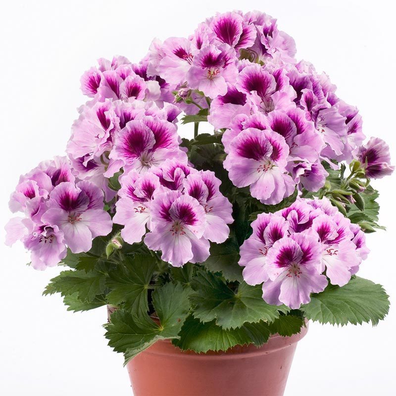 Orkide canan sardunya fidesi ithal pelargonium aristo orchid