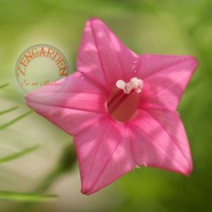 Pembe servi sarmaşık tohumu cypress vine ipomoea quamoclit