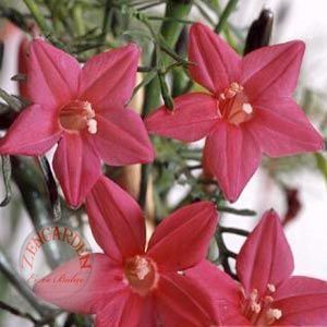 Pembe servi sarmaşık tohumu cypress vine ipomoea quamoclit