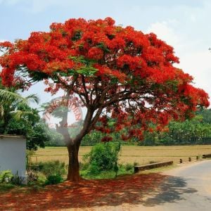 Delonix regia tohumu dünyanın en güzel ağacı flamboyant