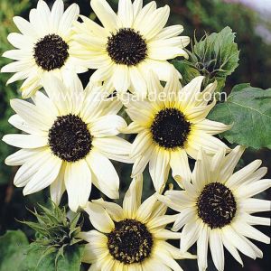 Beyaz ayçiçek tohumu italyan ayçiçeği helianthus debilis ssp.