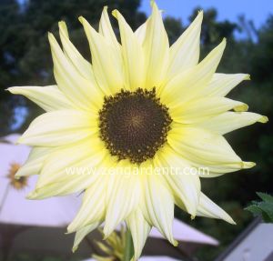 Beyaz ayçiçek tohumu italyan ayçiçeği helianthus debilis ssp.