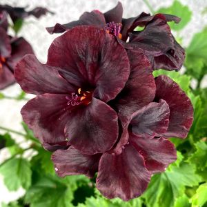 Siyah kadife canan sardunya fidesi pelargonium aristo black velvet