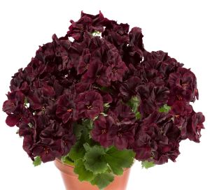 Siyah kadife canan sardunya fidesi pelargonium aristo black velvet