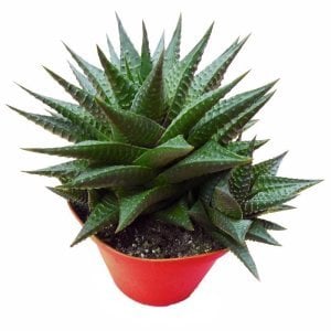 Haworthia limifolia sukulent saksıda