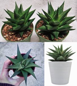 Haworthia limifolia sukulent saksıda