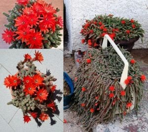 Kırmızı çiçekli kaktüs echinopsis chamaecereus