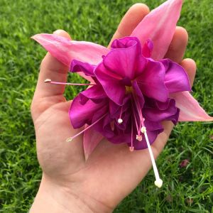 Küpe çiçeği fidesi fuchsia bella rosella XL dev katmerli çiçekler