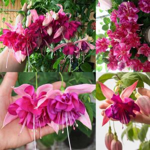 Küpe çiçeği fidesi fuchsia bella rosella XL dev katmerli çiçekler