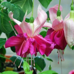 Küpe çiçeği fidesi fuchsia bella rosella XL dev katmerli çiçekler