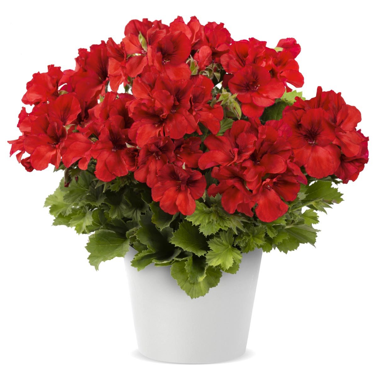 Parlak Kırmızı canan sardunya fidesi pelargonium aristo bright red