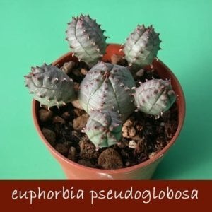 Euphorbia pseudoglobosa sukulent bitki